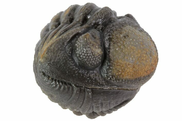 Bumpy Enrolled Morocops (Phacops) Trilobite #86416